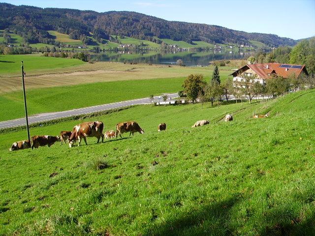 Villa Bauernhof Kasleitner Zell am Moos Exterior foto